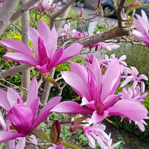 Liliomfa (Magnolia 'Susan')