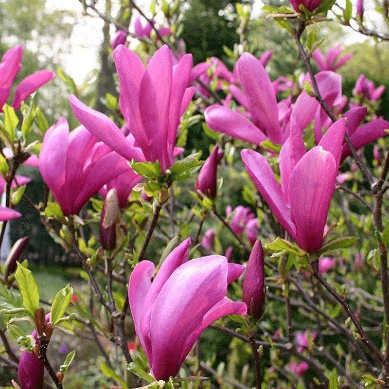 Liliomfa (Magnolia 'Susan')