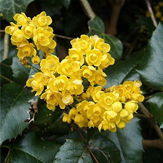 Kerti mahónia (Mahonia aquifolium)