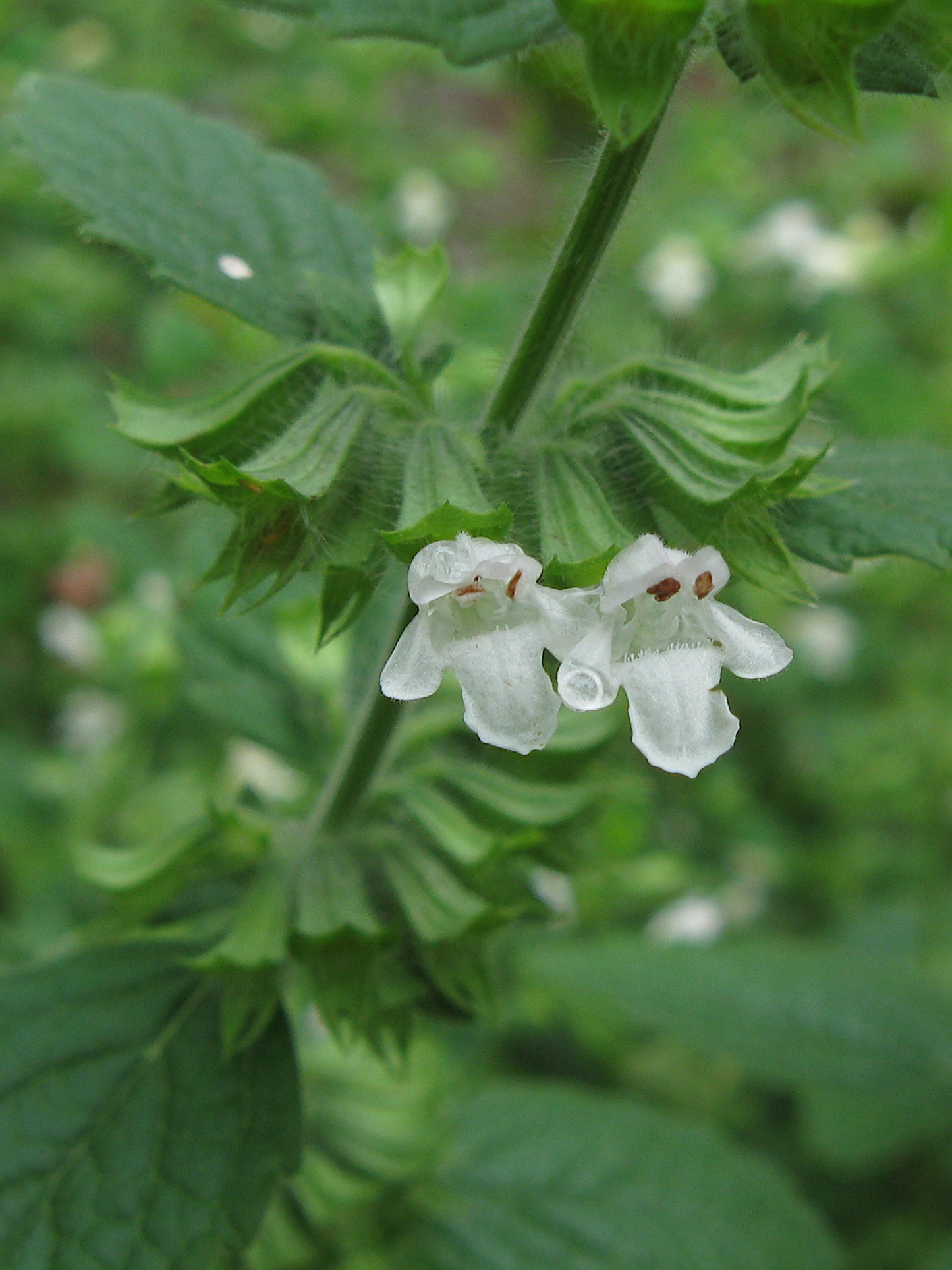 Citromfű (Melissa officinalis)