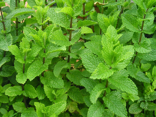 Fodormenta (Mentha spicata)