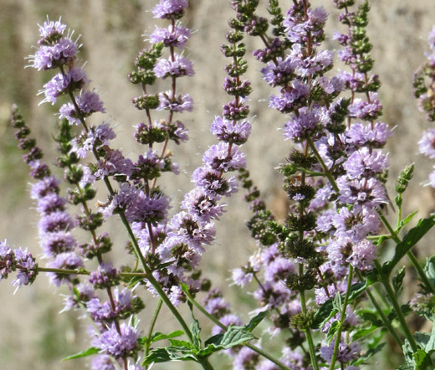 Fodormenta (Mentha spicata)