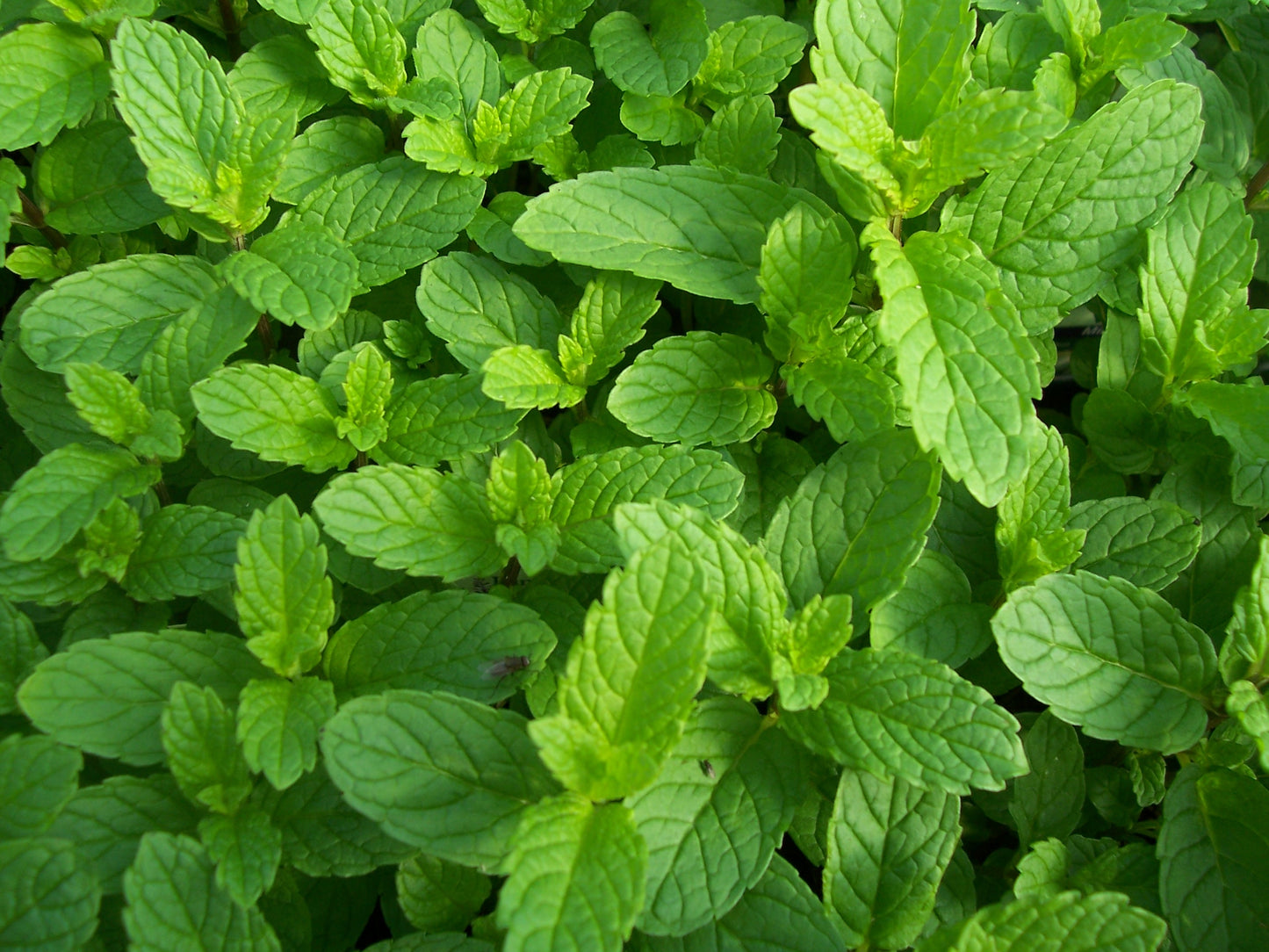 Fodormenta (Mentha spicata)