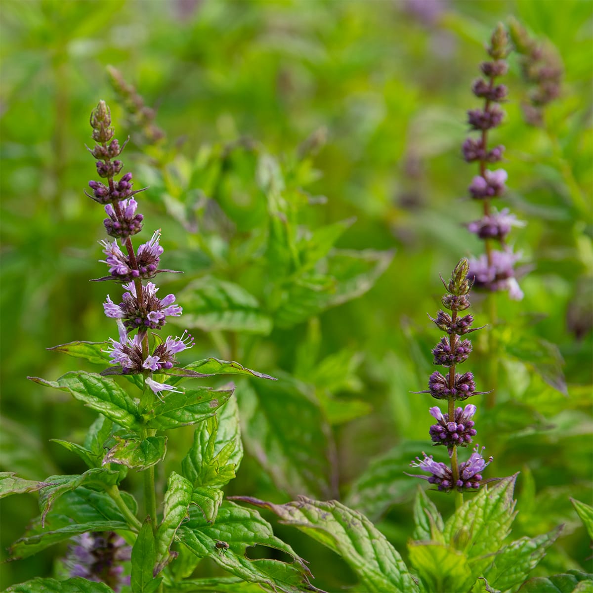 Fodormenta (Mentha spicata)