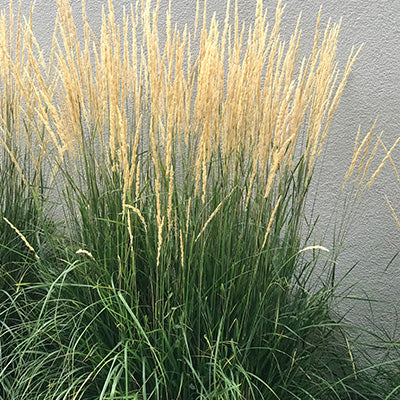 Magas kékperje (Molinia arundinacea 'Karl Foerster')