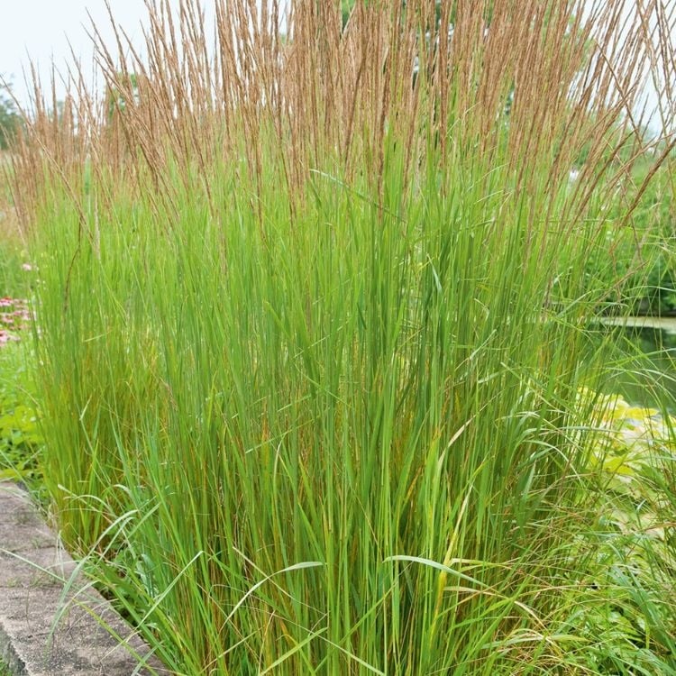 Magas kékperje (Molinia arundinacea 'Karl Foerster')