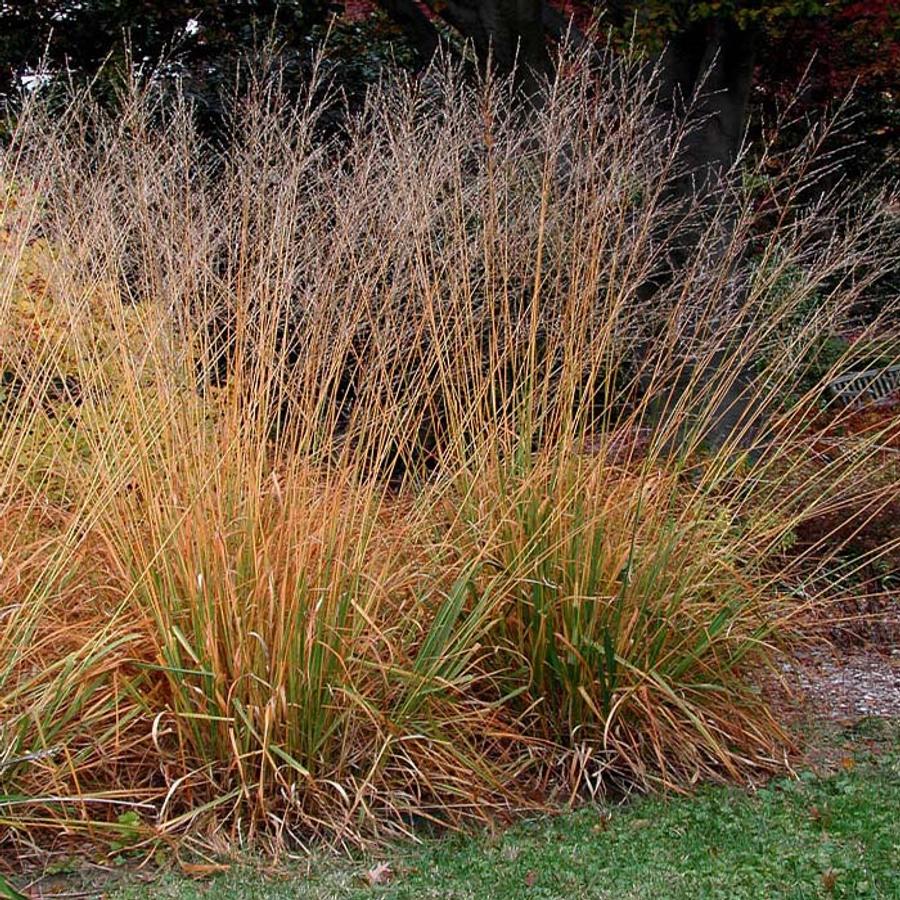 Magas kékperje (Molinia arundinacea 'Karl Foerster')