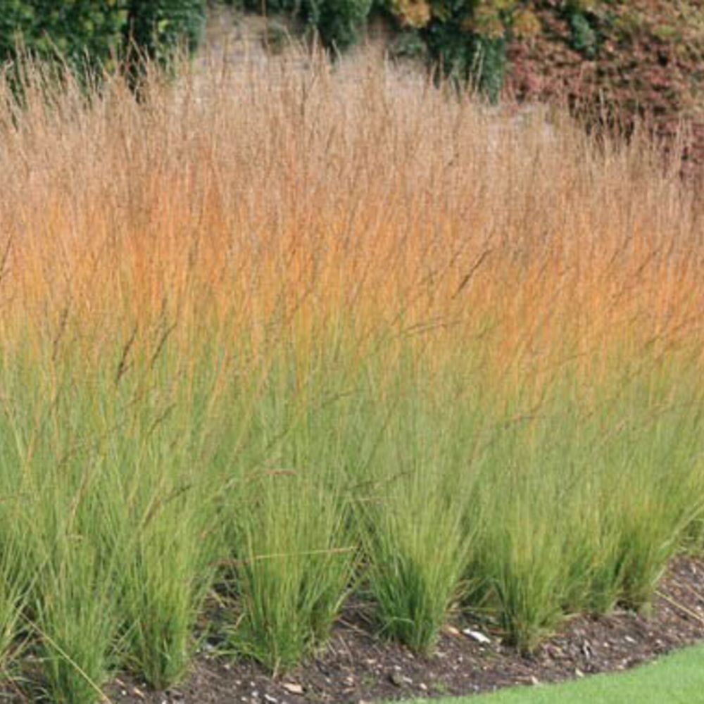 Közönséges kékperje (Molinia caerulea 'Heidebraut')