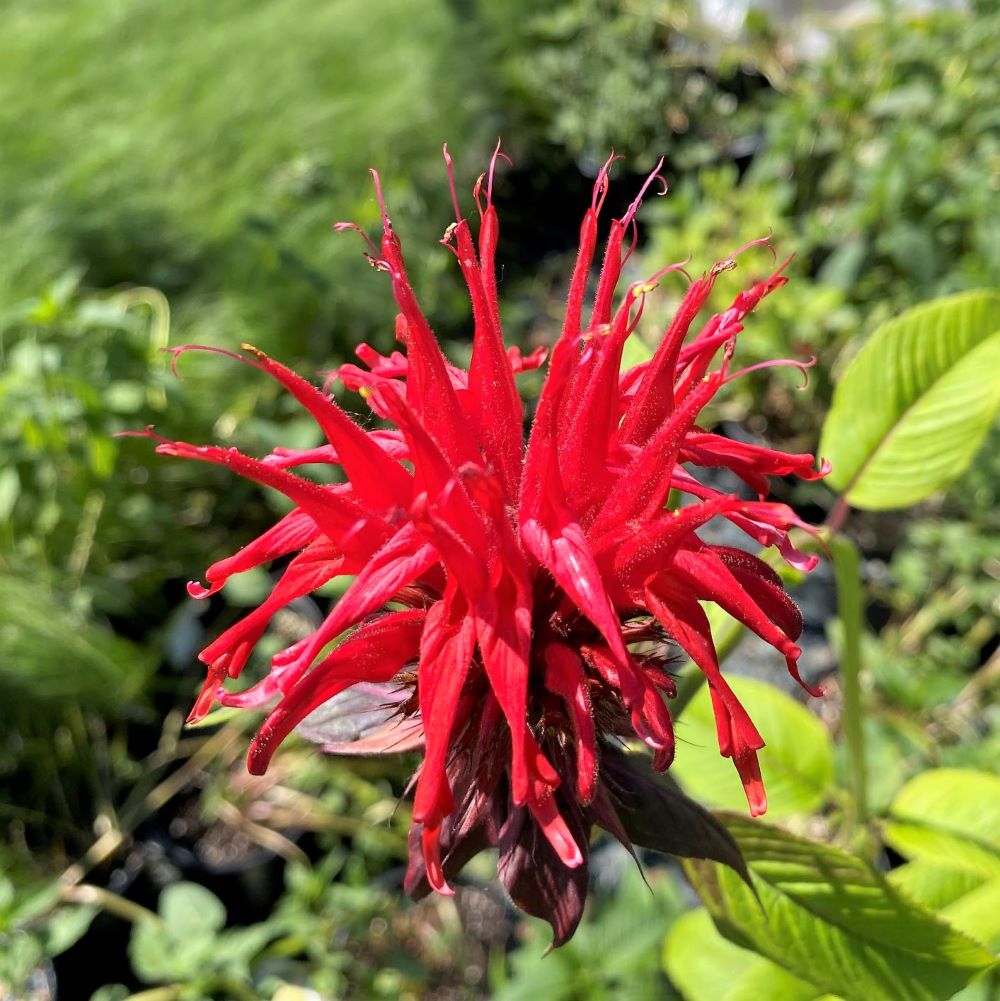 Méhbalzsam (Monarda didyma 'Jacob Cline')