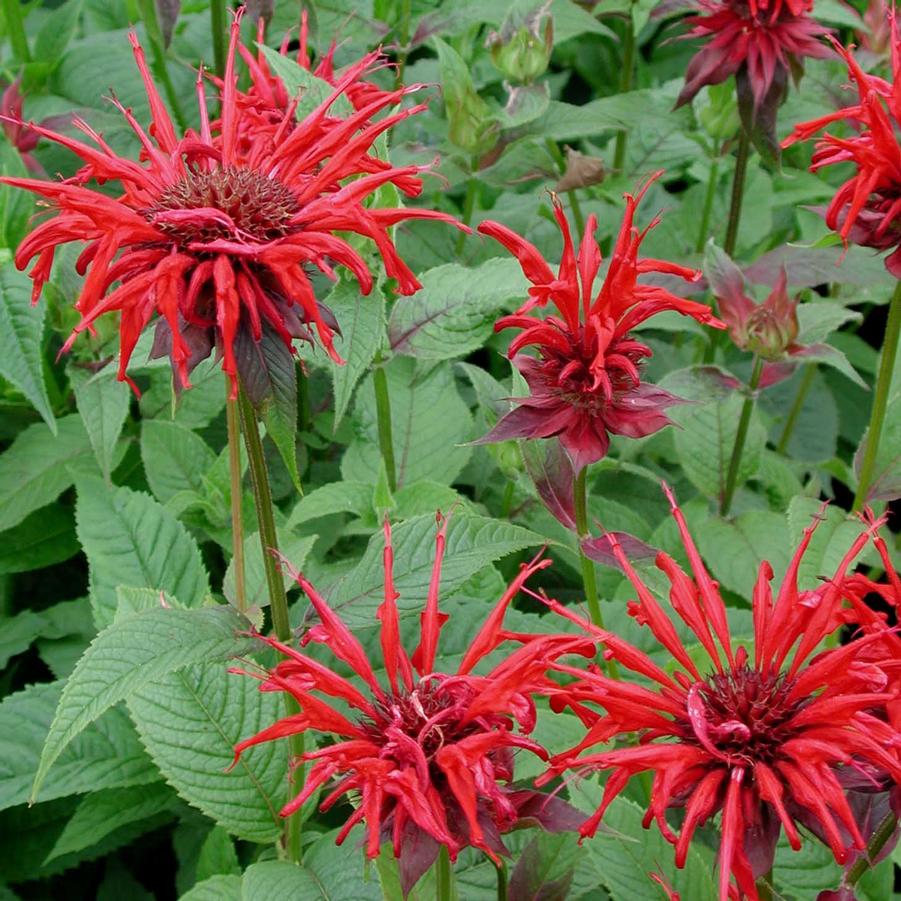 Méhbalzsam (Monarda didyma 'Jacob Cline')