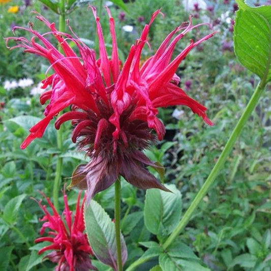 Méhbalzsam (Monarda didyma 'Jacob Cline')