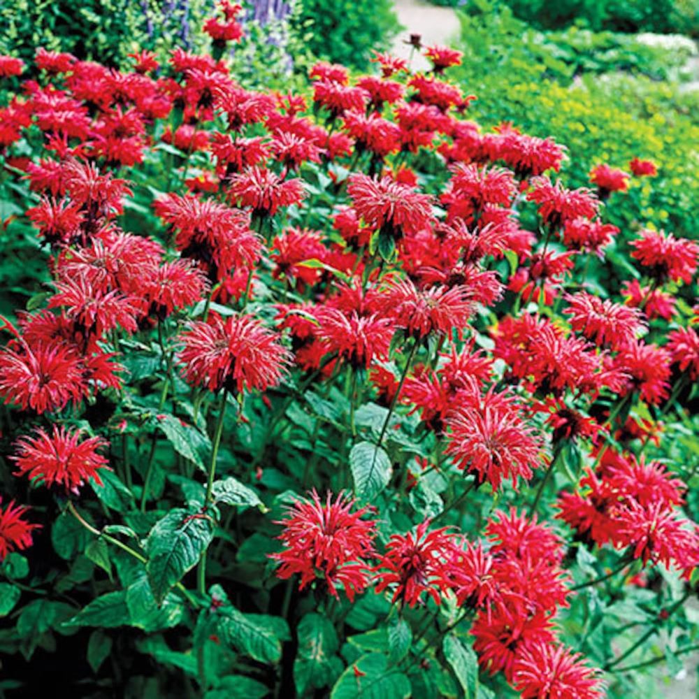 Méhbalzsam (Monarda didyma 'Jacob Cline')