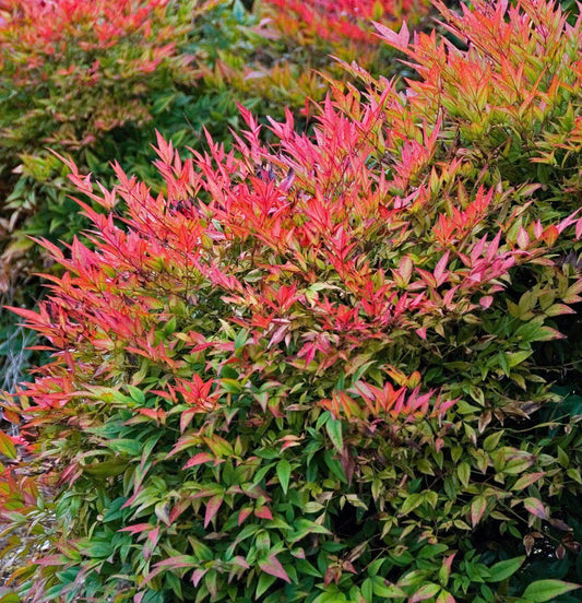 Japán szentfa (Nandina domestica 'Obsessed')