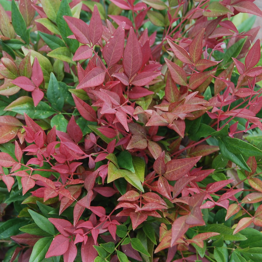 Japán szentfa (Nandina domestica 'Obsessed')