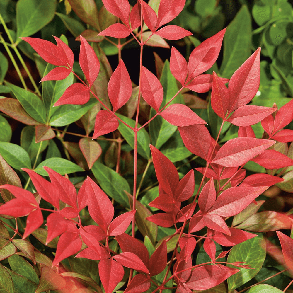 Japán szentfa (Nandina domestica 'Obsessed')