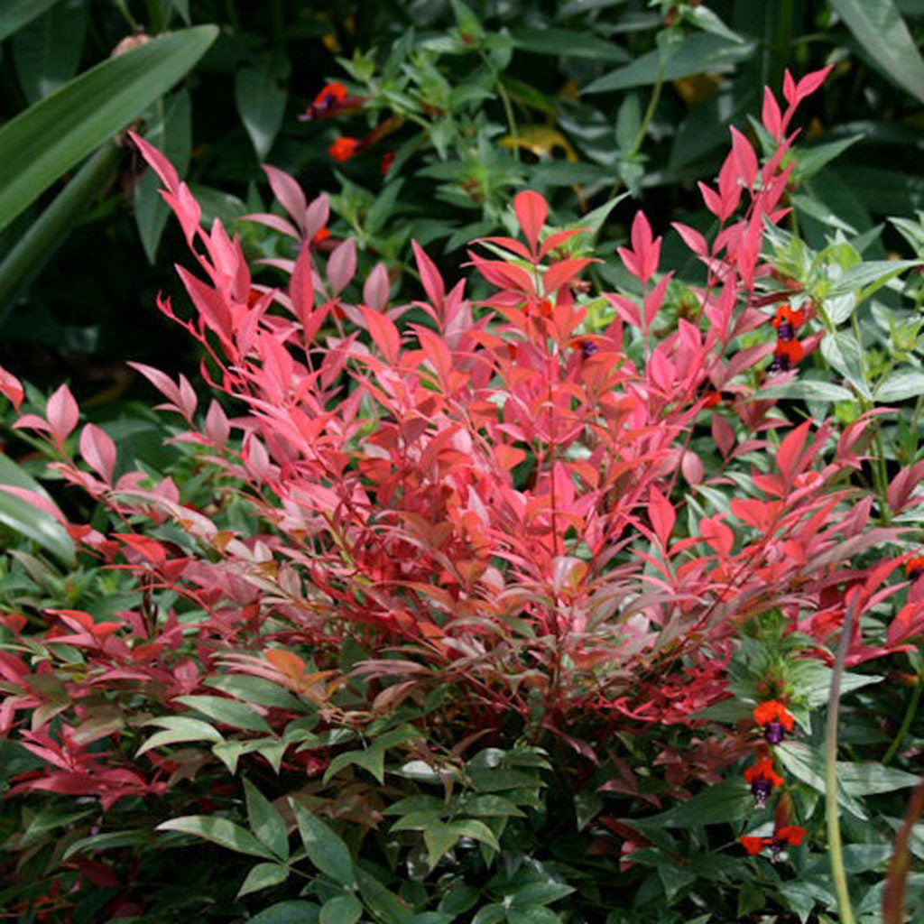 Japán szentfa (Nandina domestica 'Obsessed')