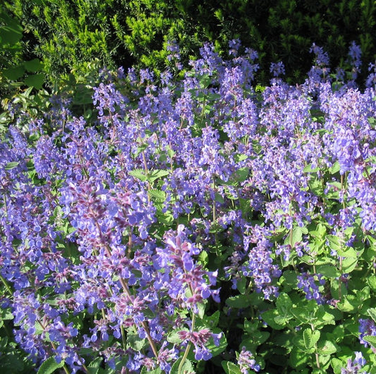 Kerti macskamenta (Nepeta x faassenii)