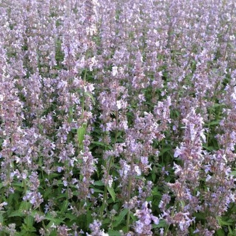 Kerti macskamenta (Nepeta x faassenii 'Gletschereis')