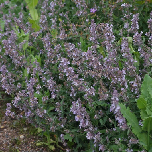 Kerti macskamenta (Nepeta x faassenii 'Gletschereis')