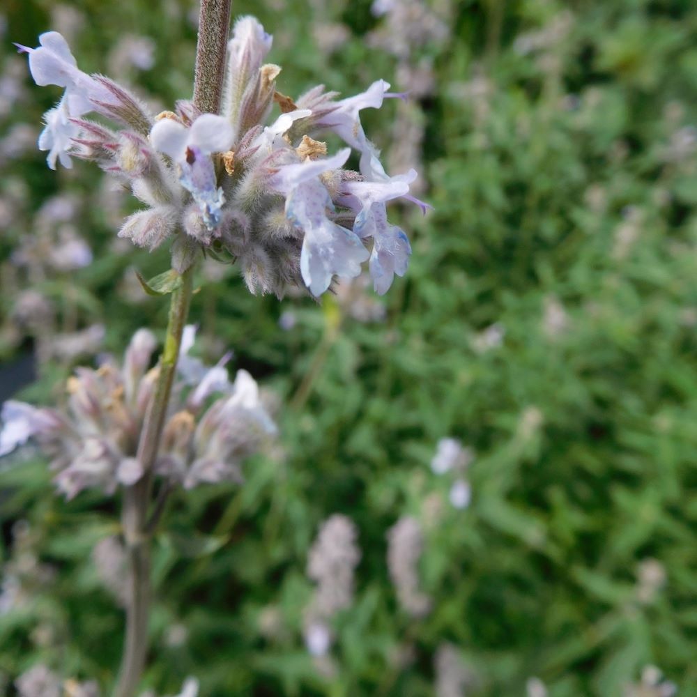 Kerti macskamenta (Nepeta x faassenii 'Gletschereis')