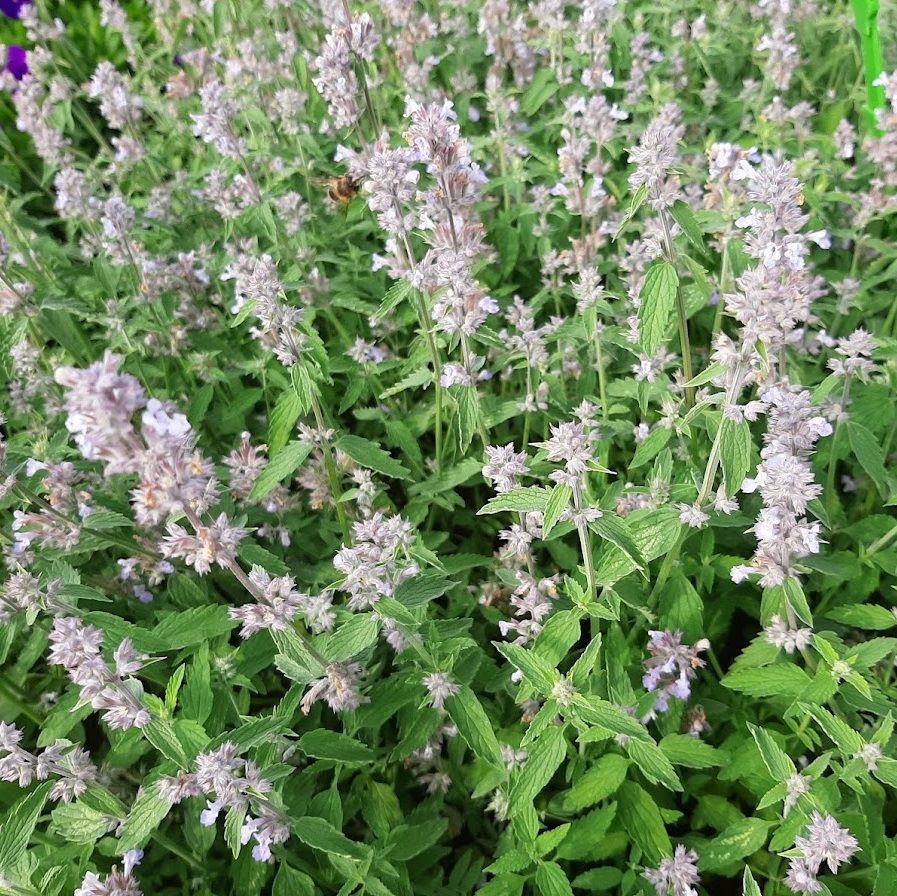 Kerti macskamenta (Nepeta x faassenii 'Gletschereis')