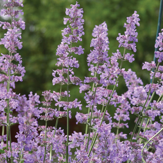 Kaukázusi macskamenta (Nepeta racemosa 'Grog')