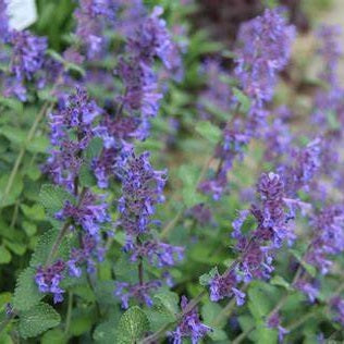 Kaukázusi macskamenta (Nepeta racemosa 'Odeur Citron')