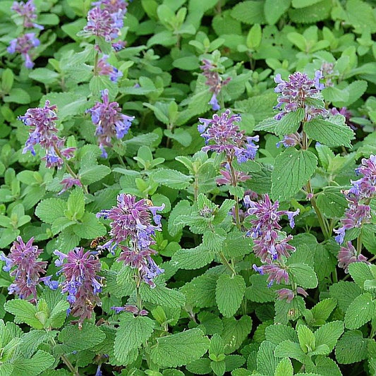 Kaukázusi macskamenta (Nepeta racemosa 'Odeur Citron')