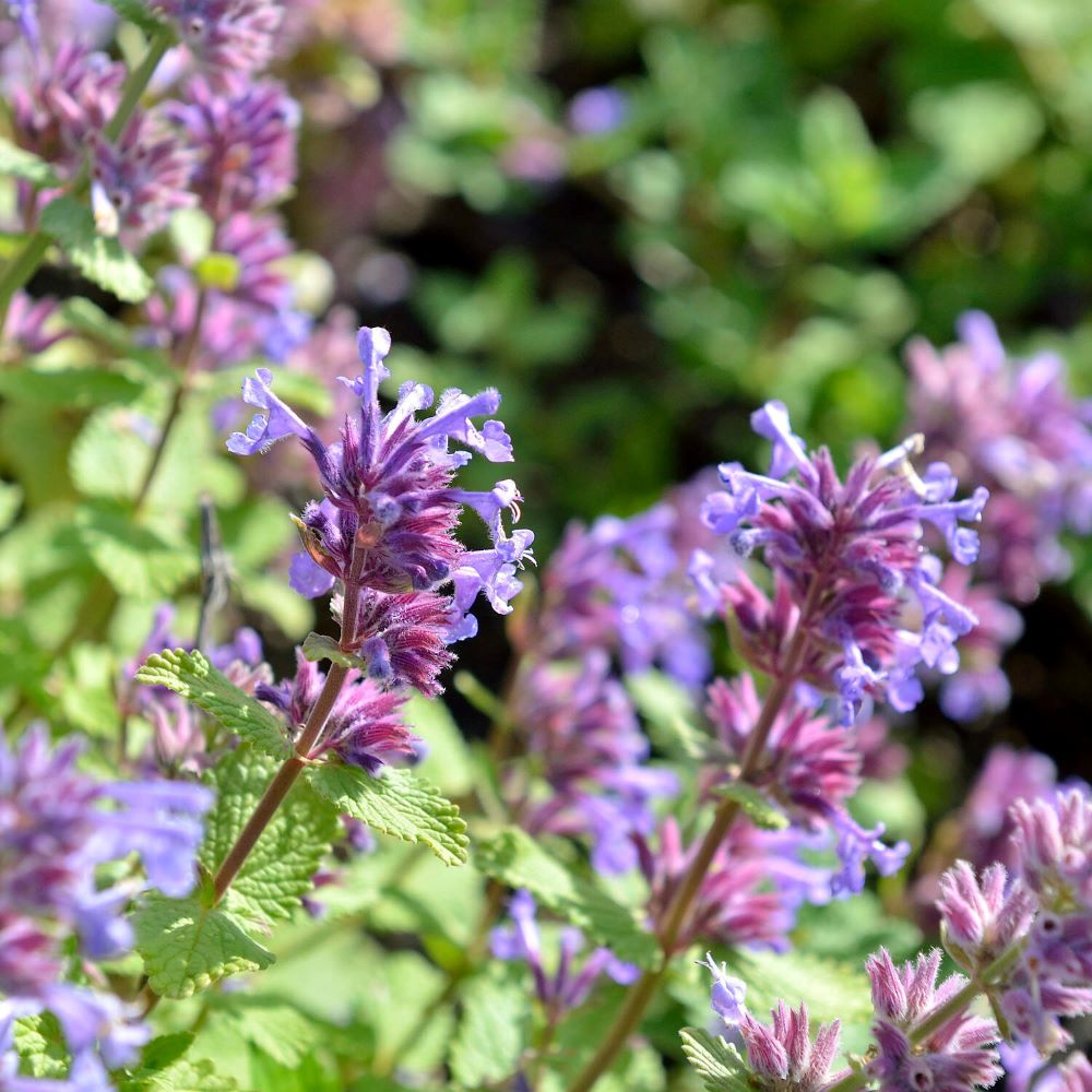 Kaukázusi macskamenta (Nepeta racemosa 'Odeur Citron')