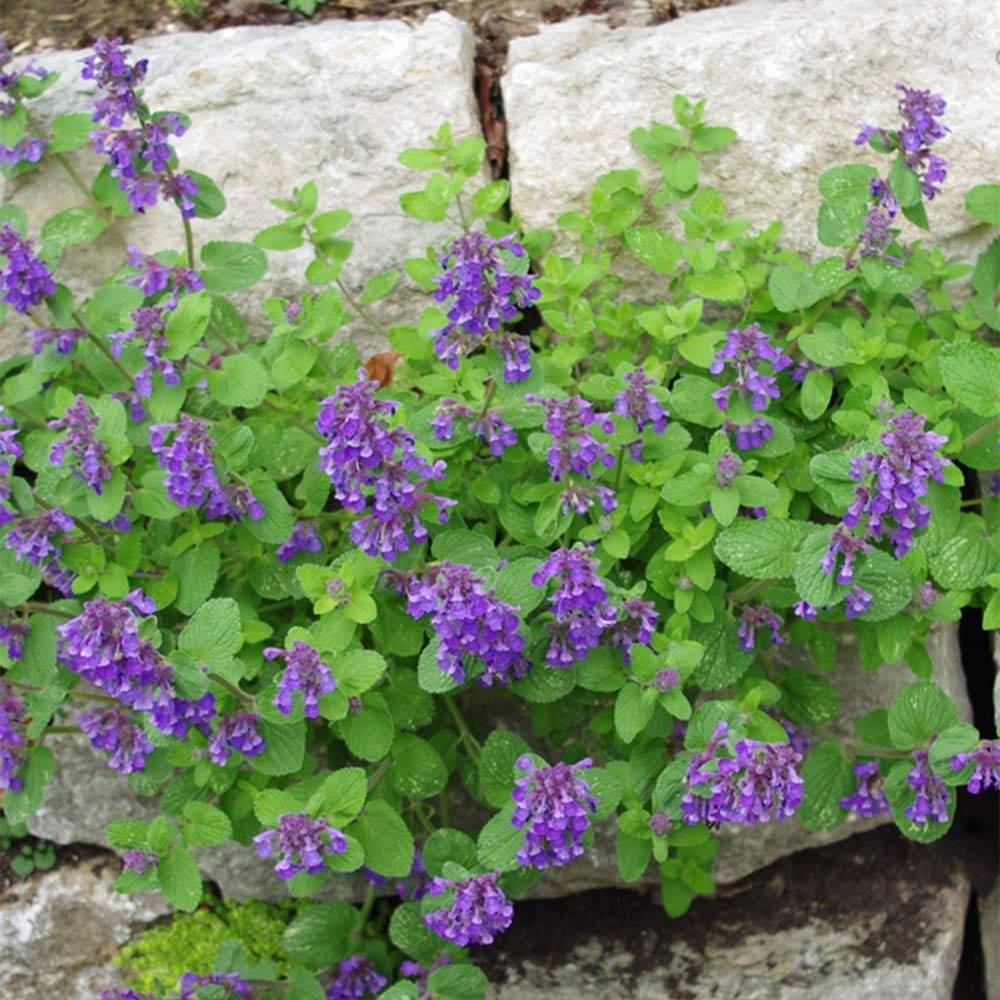 Kaukázusi macskamenta (Nepeta racemosa 'Odeur Citron')