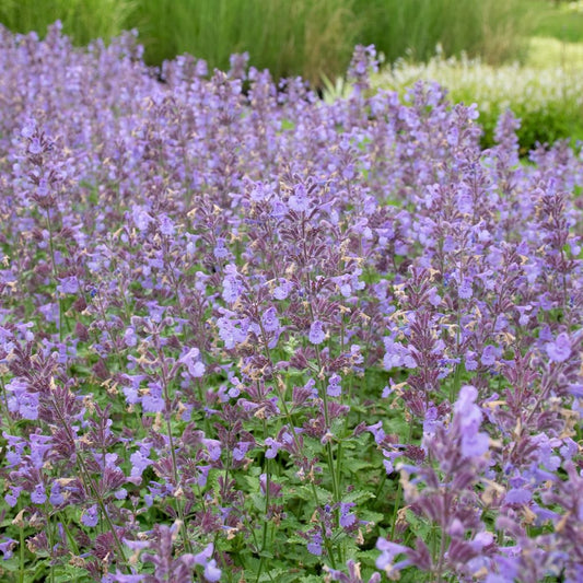 Macskamenta (Nepeta 'Six Hills Giant')