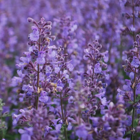 Macskamenta (Nepeta 'Walker's Low')