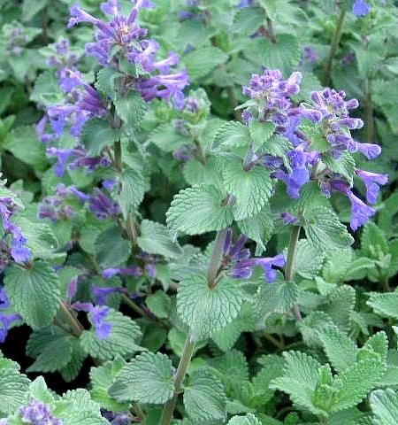 Macskamenta (Nepeta x faassenii 'Kit Cat')
