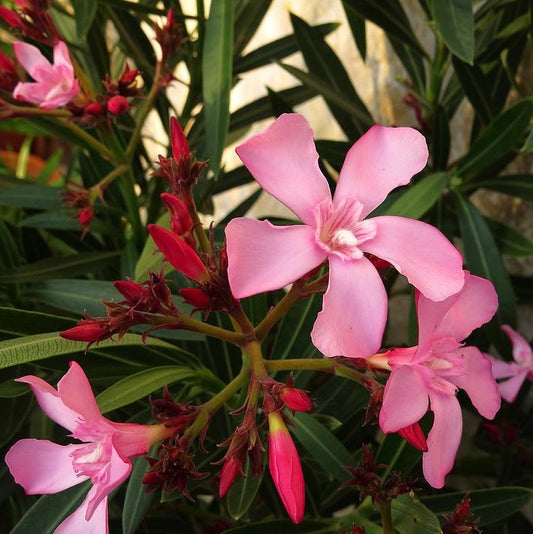 Télálló leander (Nerium oleander 'Atlas Nain de Tidili')