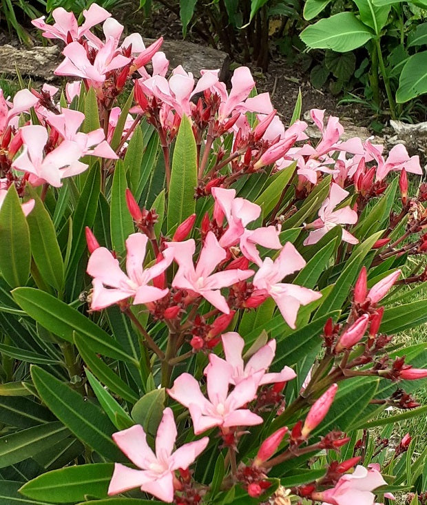 Télálló leander (Nerium oleander 'Atlas Nain de Tidili')