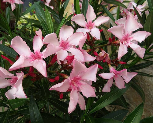 Télálló leander (Nerium oleander 'Atlas Nain de Tidili')