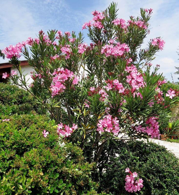 Télálló leander (Nerium oleander 'Atlas Nain de Tidili')