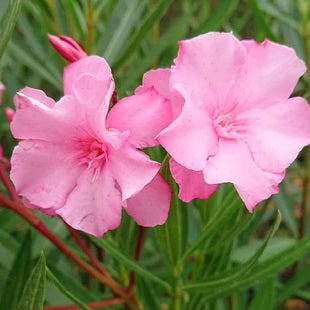 Télálló leander (Nerium oleander 'Cavalaire')