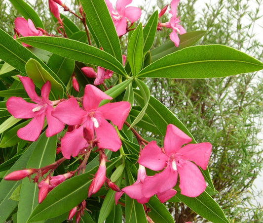 Télálló leander (Nerium oleander 'Itália')