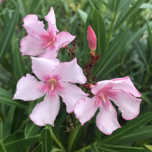 Télálló leander (Nerium oleander 'Villa Romanie')