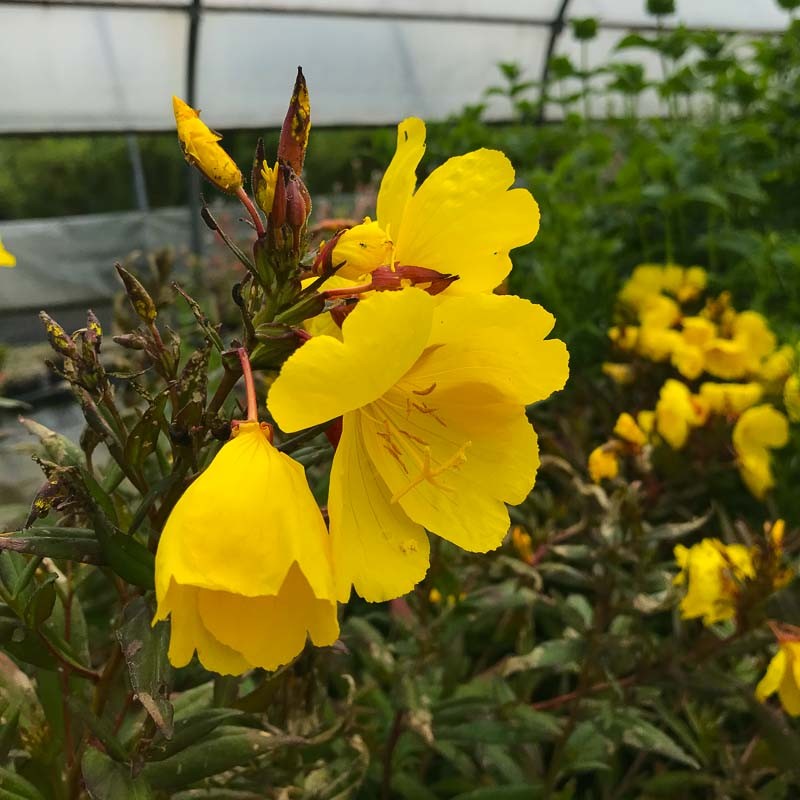 Négyszögletes ligetszépe (Oenothera fruticosa 'Sonnenwende')