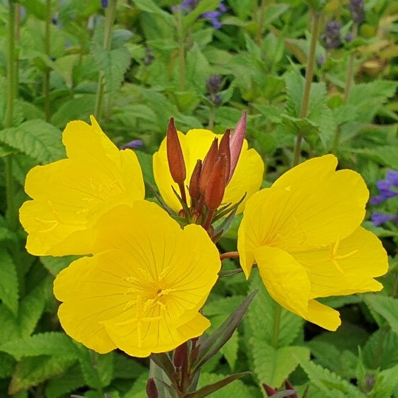 Négyszögletes ligetszépe (Oenothera fruticosa 'Sonnenwende')