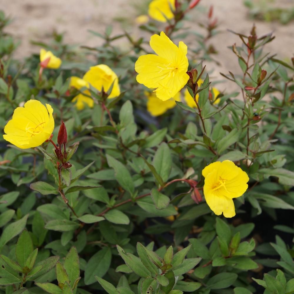 Négyszögletes ligetszépe (Oenothera fruticosa 'Sonnenwende')