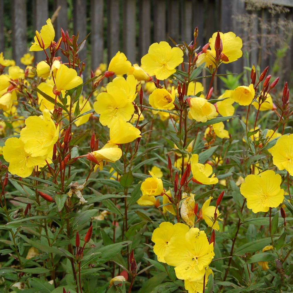 Négyszögletes ligetszépe (Oenothera fruticosa 'Sonnenwende')