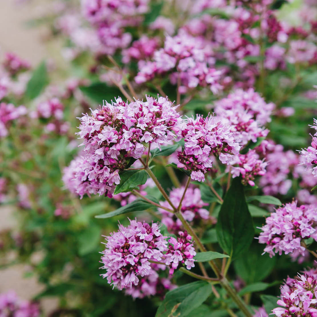 Oregánó (Origanum vulgare)