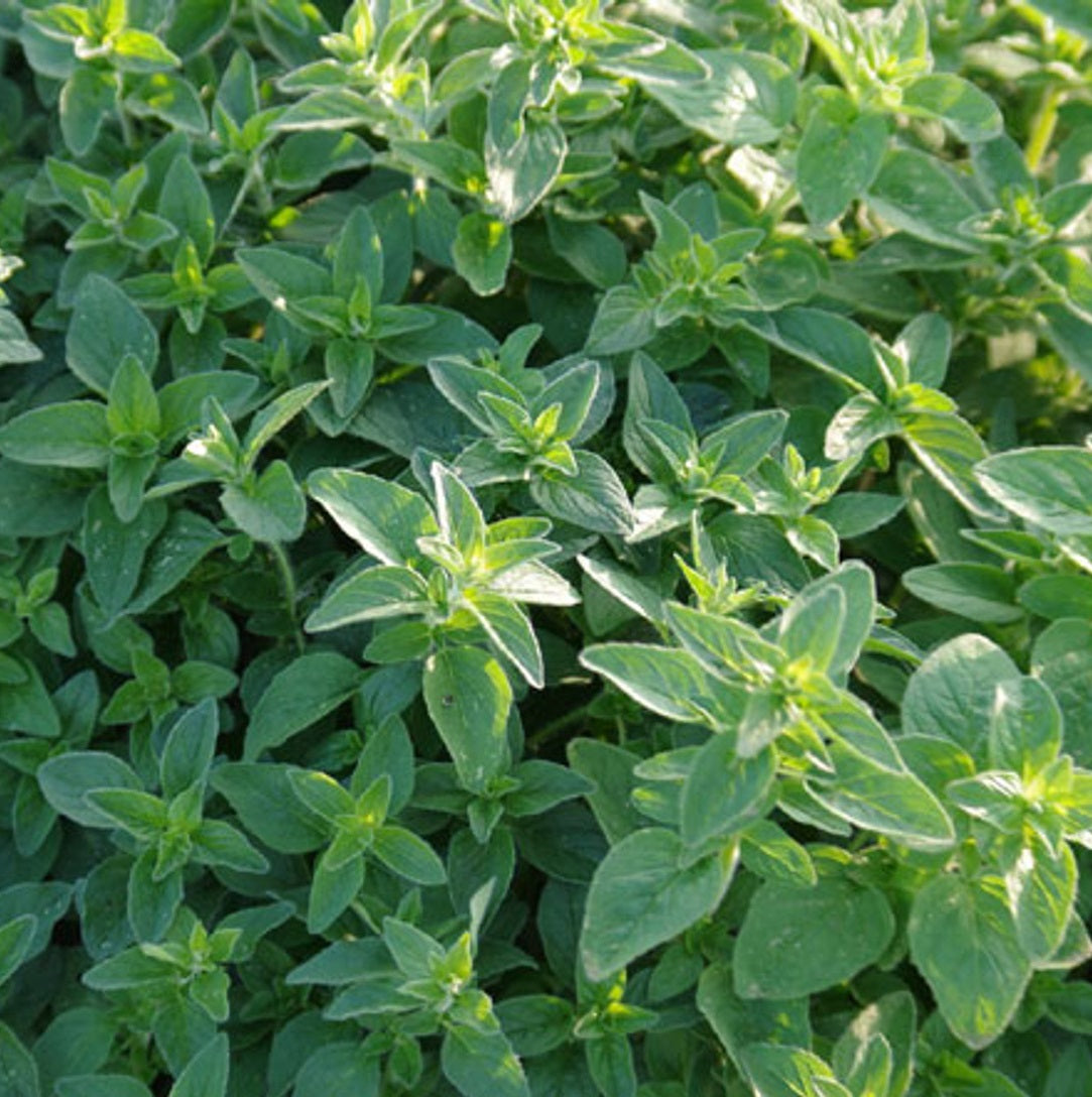 Oregánó (Origanum vulgare)