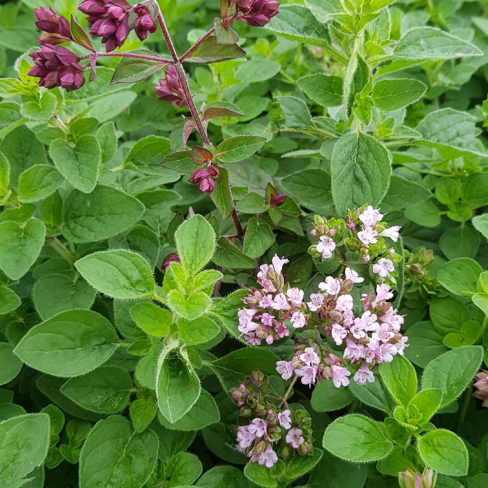 Oregánó (Origanum vulgare)