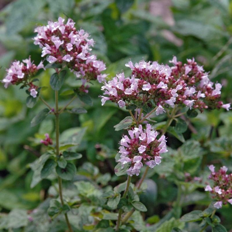 Oregánó (Origanum vulgare)