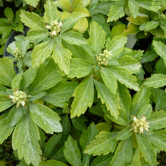 Japán kövérke (Pachysandra terminalis 'Green Carpet')