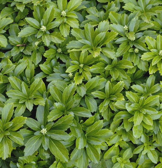 Japán kövérke (Pachysandra terminalis 'Green Sheen')